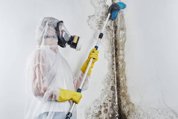 Best Attic Mold Remediation in Hazel Dell, WA