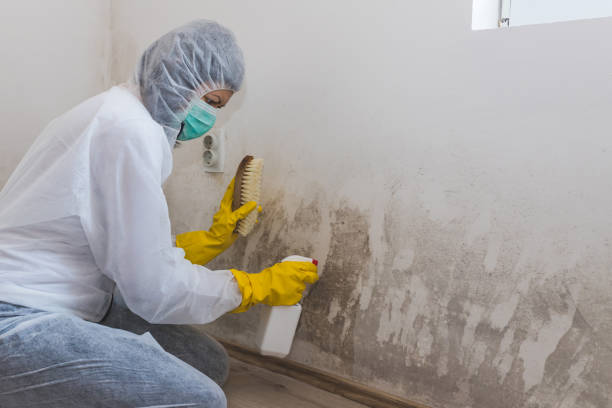 Best Emergency Mold Remediation in Hazel Dell, WA