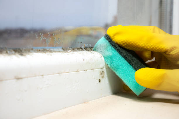 Best Residential Mold Remediation in Hazel Dell, WA