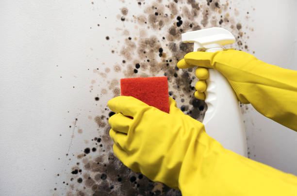 Best Basement Mold Remediation in Hazel Dell, WA