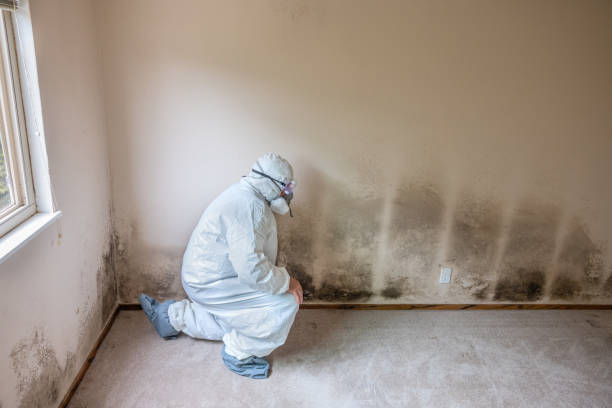 Best Bathroom Mold Remediation in Hazel Dell, WA