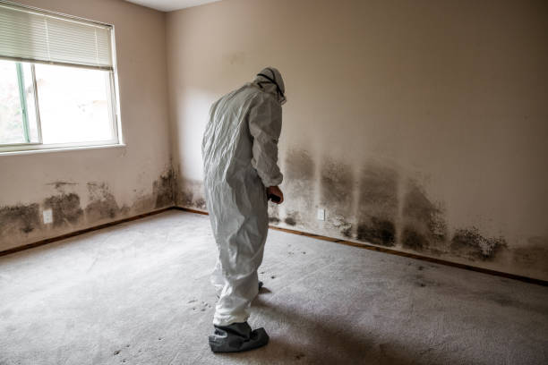 Best Kitchen Mold Remediation in Hazel Dell, WA