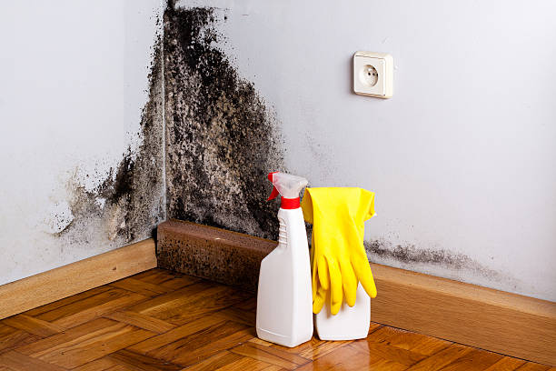 Best Emergency Mold Remediation in Hazel Dell, WA